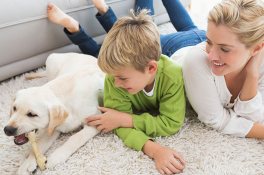 Pet Urine & Odor Treatments