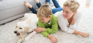 Pet Urine & Odor Treatments